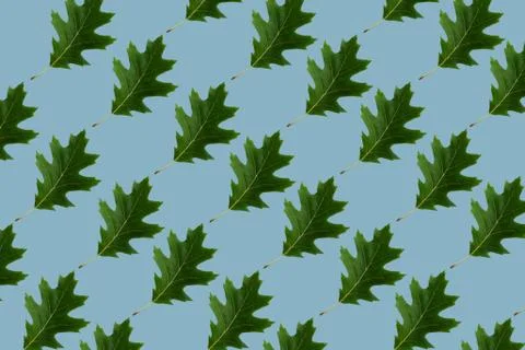 Minimal nature pattern with blue colour background and northern red oak leave Stock Photos