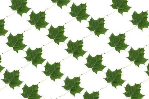 Minimal nature pattern with maple leaves isolated on white background. Autumn Stock Photos