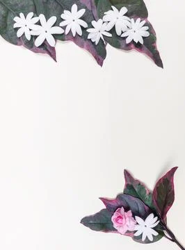 Minimal Overhead Floral Composition with Ample Copy Space. Stock Photos