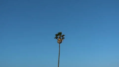 Minimal palm tree with blue sky Vídeo Stock 261705249