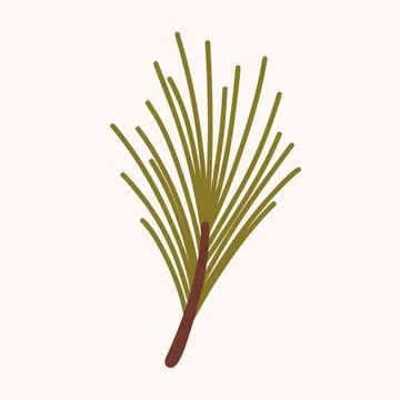 Minimal Pine Branch Botanical Illustration Stock Illustration