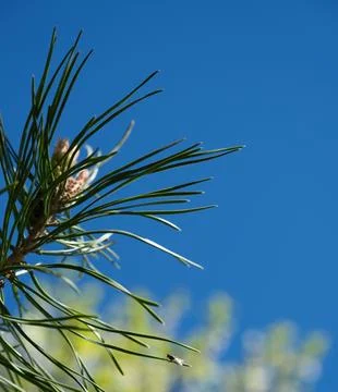 Minimal Pine Branch With Tiny Fly Against Blue Sky 库存照片
