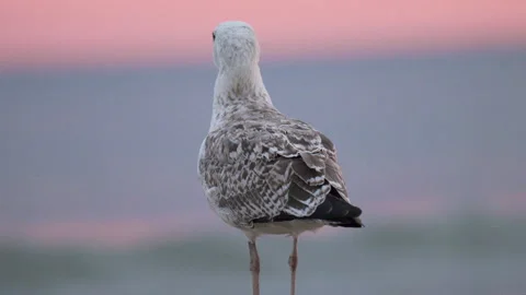 Minimal seascape with seagull, rolling waves and pastel sunset sky, relaxing Stock Footage 325991174