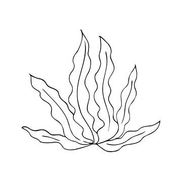 Minimal Seaweed Line Drawing Stock Illustration