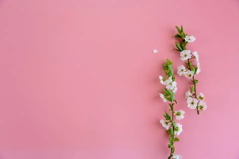 Minimal spring background with white blossom branches and copy space Stock Photos