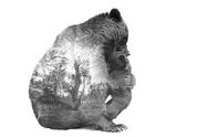 Minimal Stile Double Exposure Brown Bear With Baby And Forest Stock Photos