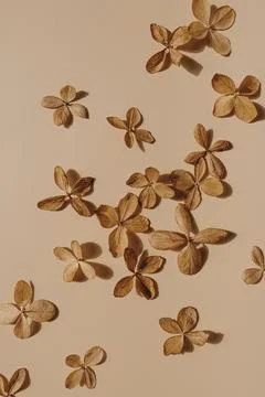 Minimal styled concept. Dried star flowers on pale beige background. Creative Stock Photos