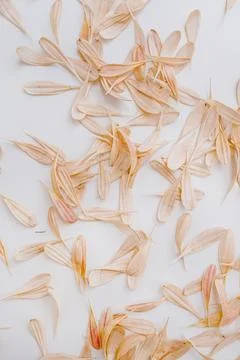 Minimal styled concept. Pale pink flower petals on white background. Creative Stock Photos