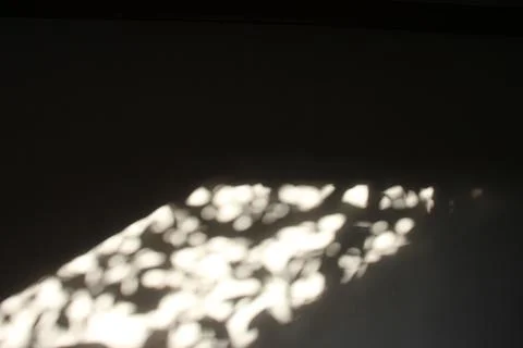 Minimal Sunlight Geometry with Soft Botanical Shadow on Dark Background Stock Photos