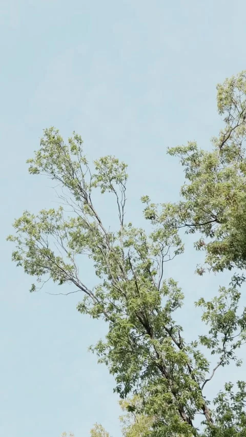 Minimal tree branches against soft blue sky upward view vertical video Stock Footage 333226946