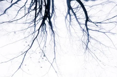 Minimal tree branches in forest background Stock Photos