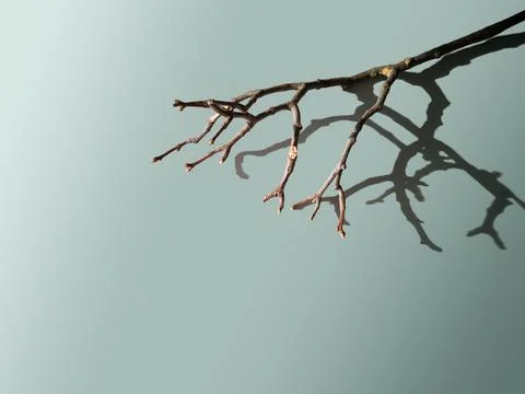 Minimalism background,bare tree branch,hard shadow on light gray-blue,copy space Stock Photos