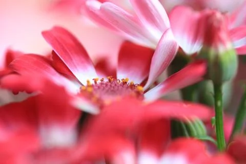 Minimalismus Stock Photos