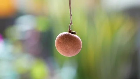 Minimalist 4K Close-Up of a Single Ripe Longan Hanging in Natural Light. Stock-Footage 314951137