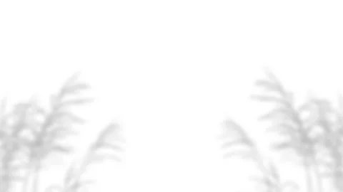 Minimalist aesthetic shadow overlay of grass and reeds on white background. Stock Footage 340880509