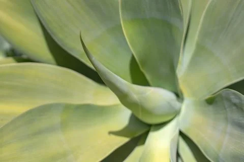 Minimalist Agave attenuata leaf rosette with soft natural light Stock Photos