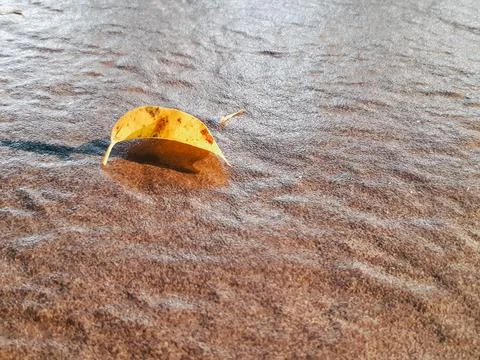 Minimalist autumn background featuring fallen yellow leaves on rock Stock Photos