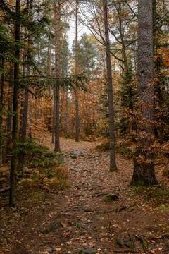 A minimalist autumn forest path with a soft, sandy trail. The simple yet stri Stock Photos