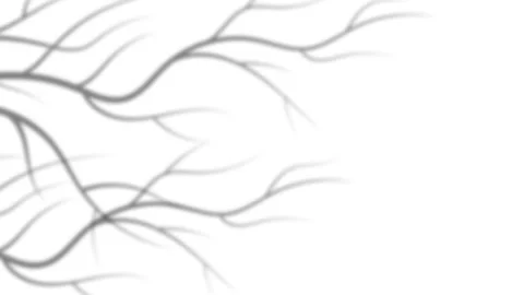 Minimalist Autumn Tree Branch Shadow Overlay on White Background for Equinox. Stock Footage 343844458