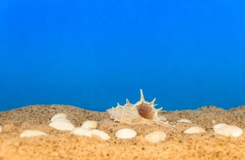 Minimalist background representing the summer with snails clams goggles and s Stock Photos