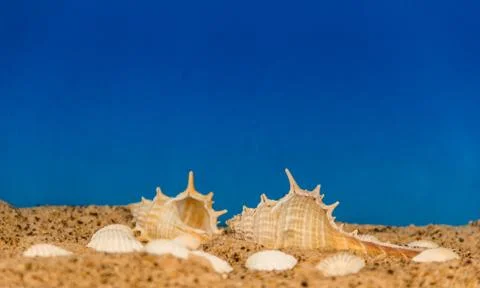 Minimalist background representing the summer with snails clams goggles and s Stock Photos
