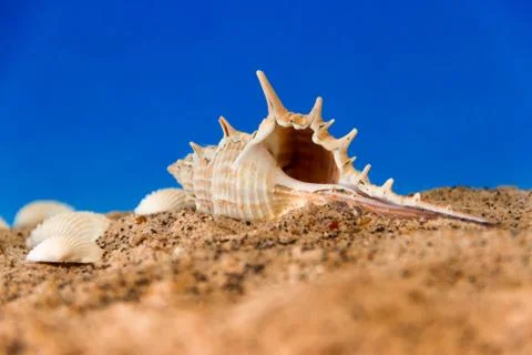 Minimalist background representing the summer with snails clams goggles and s Stock Photos