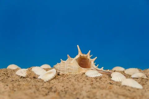 Minimalist background representing the summer with snails clams goggles and s Stock Photos