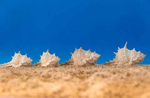 Minimalist background representing the summer with snails clams goggles and s Stock Photos