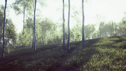 Minimalist birch arrangement emphasizing long shadows and subtle tones Stock Footage 341825573