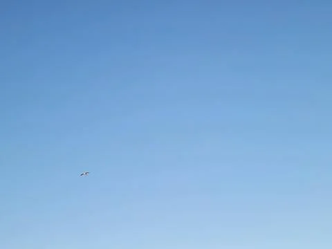 Minimalist Bird Flying Stock Photos