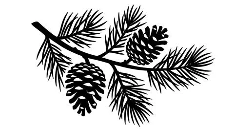 Minimalist Black and White Pine Branch Silhouette Illustration Stock Illustration