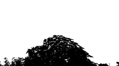 Minimalist Black and White Tree Silhouette Graphic Stock Illustration