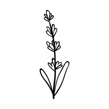 Minimalist botanical drawing featuring a lavender plant Stock Illustration