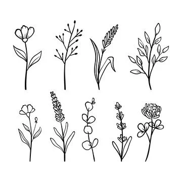 Minimalist botanical illustrations set creating a simple design Stock Illustration