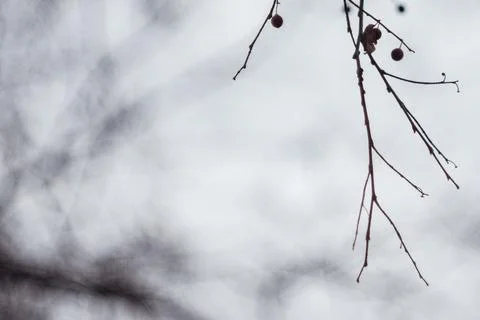 Minimalist close-up of delicate bare tree branches against a soft muted sky Stock Photos