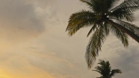 Minimalist composition Palm Trees Against Dramatic Sunset Sky with Copy Space Stock Footage 336218648
