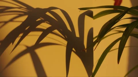 Minimalist composition of a tropical plant casting long, elegant shadows on a su Stock Footage 306129467