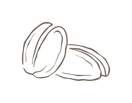 A minimalist composition of two roasted coffee beans, drawn in a simple, clea 스톡 일러스트