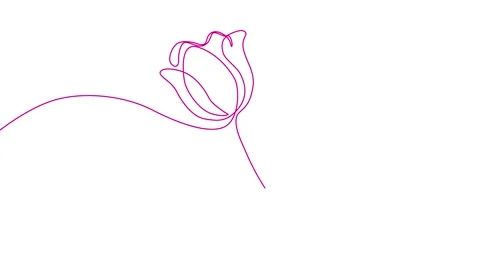 Minimalist continuous line of a tulip flower animation on white background Stock Footage 346500717