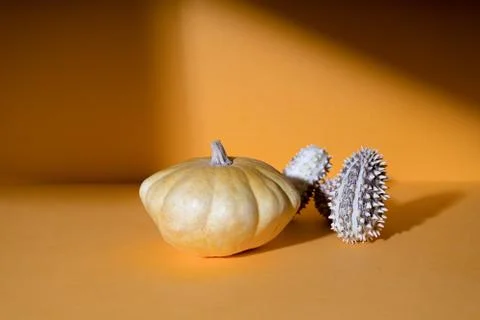 Minimalist creative composition of pumpkins in soft natural light with shadow Stock Photos