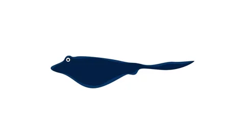 Minimalist dark blue stingray icon swimming isolated on white background Stock Footage 345931087