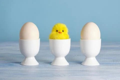Minimalist Easter composition with plush chicken and eggs in cups on pastel b Stock Photos