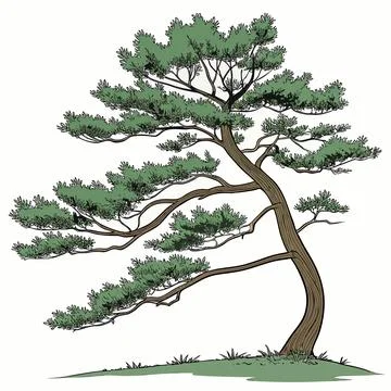 Minimalist Evergreen Pine Tree Vector Illustration Stock Illustration