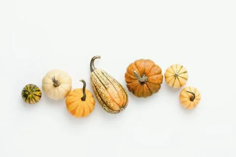 Minimalist fall background with various pumpkins set in a row Stock Photos