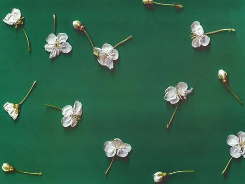 Minimalist flat lay of white spring cherry blossoms on green background Stock-Fotos
