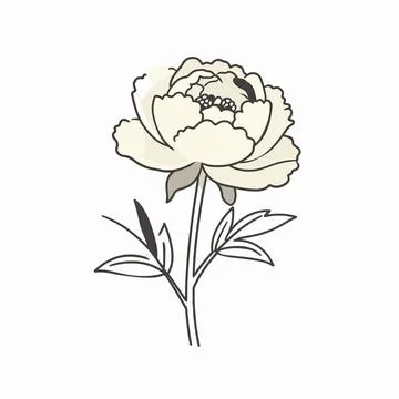 Minimalist Flat Vector Illustration of a Single Blooming Peony Flower, Eleg.. Illustrazione stock