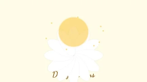 Minimalist floral animation loop: gentle daisy flower graphic design Stock Footage 337501133