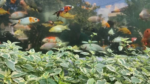Minimalist glass fish Stock Footage 245817242