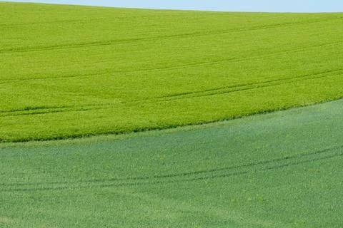 Minimalist green field patterns in spring, Burgundy Stock Photos