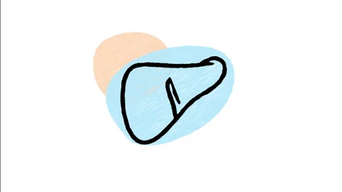 Minimalist Hand Drawn Animated Human Liver Organ Digestive System Wiggle  Stock Footage 343890655